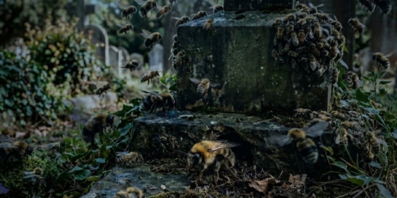 mezarligin-altindan-milyonlarca-ari-cikti-v5yfntft.jpg