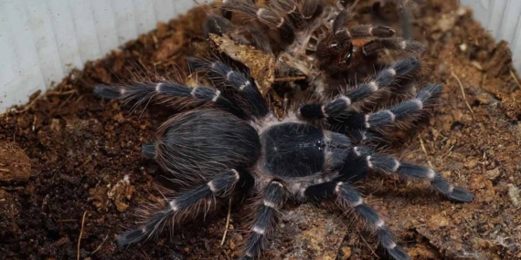 trende-20-tarantulayi-unuttu-Z2RPiB4n.jpg