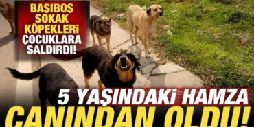 vanda-basibos-sokak-kopekleri-cocuklara-saldirdi-5-yasindaki-hamza-oldu-ygzzE2b6.jpg