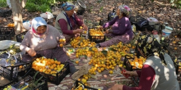 yenidunyada-hasat-basladi-ic-piyasa-100-tl-ihracat-4-dolari-buldu-zMABSIhf.jpg