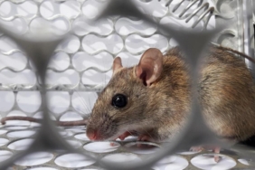 hantavirus-olay-sayisi-7ye-yukseldi-FJHpMa2r.jpg
