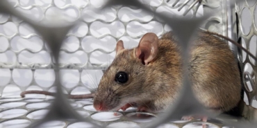 hantavirus-olay-sayisi-7ye-yukseldi-FJHpMa2r.jpg