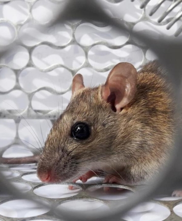 hantavirus-olay-sayisi-7ye-yukseldi-FJHpMa2r.jpg