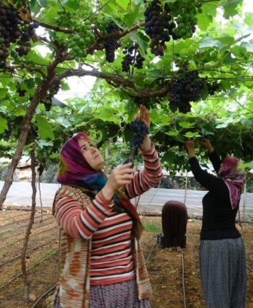 siyah-inci-mesaisi-basladi-on-donume-bir-kisi-yetiyor-getirisi-dudak-ucurtuyor-ubA8ZJGR.jpg