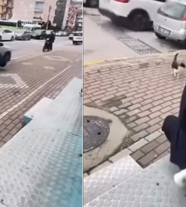 sokak-kedisine-iskence-gel-annem-gel-diyerek-cagirdiktan-sonra-yaptigi-kan-dondurdu-gpU86QCB.jpg