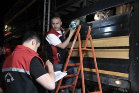 testi-gecemeyen-geri-gonderiliyor-kamyonlar-siralandi-on-binlercesini-istanbula-tasiyor-ftt5EOJL.jpg